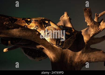 Selective focus of python in sunlight on sand on grey background Stock ...