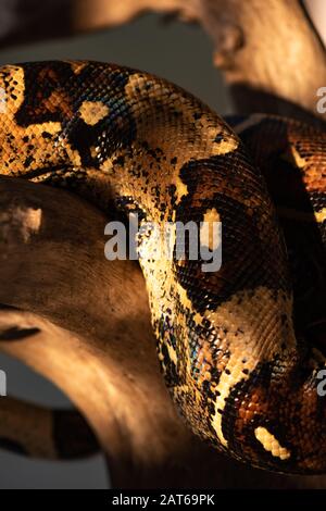 Selective focus of python with wooden log on grey background Stock ...