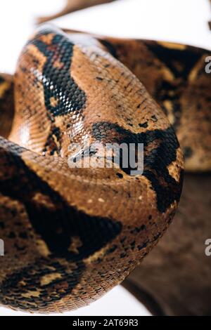 Selective focus of python on white background with copy space Stock ...