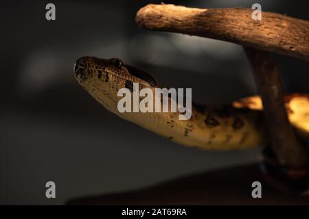 Selective focus of python on wooden log isolated on white Stock Photo ...