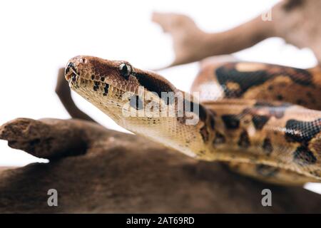 Selective focus of python with wooden log on grey background Stock ...