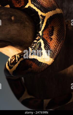 Selective focus of python with wooden log on grey background Stock ...