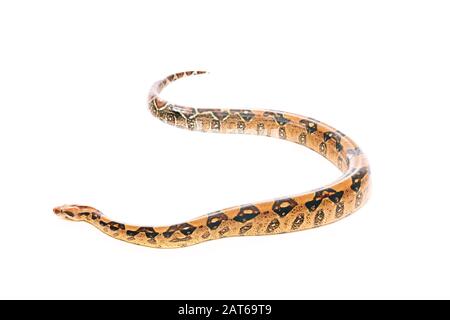 Selective focus of python on white background with copy space Stock ...