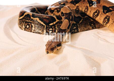 Selective focus of python on sand on grey background Stock Photo - Alamy