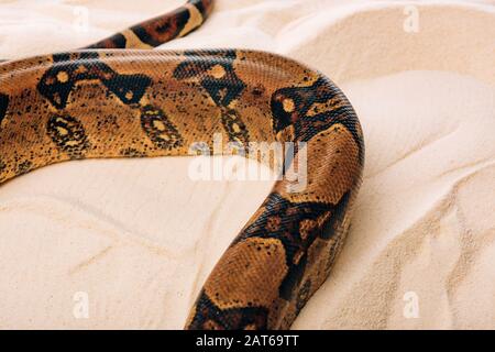 High angle view of python on textured sand Stock Photo - Alamy