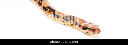 Panoramic shot of python on textured sand on blue background Stock ...