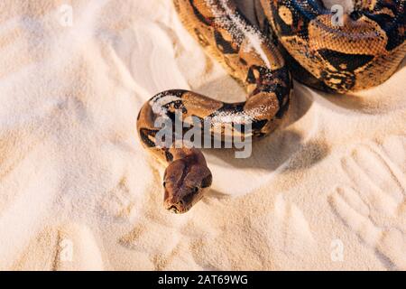 Python with sunlight on textured sand on grey background Stock Photo ...