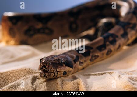 Python on textured sand on blue background Stock Photo - Alamy
