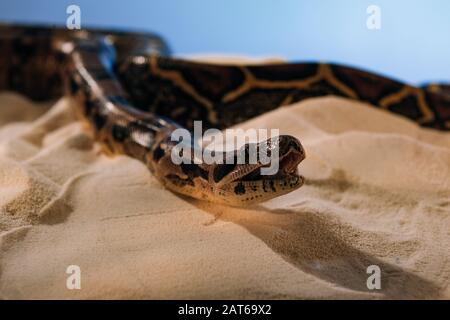 Selective focus of python on sand on blue background Stock Photo - Alamy