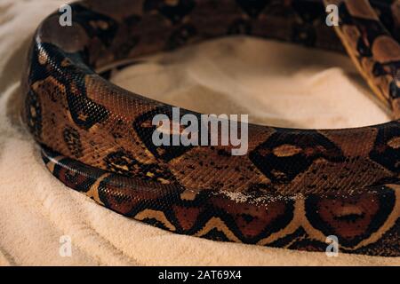 Close up view of textured snakeskin of python on sand on blue ...