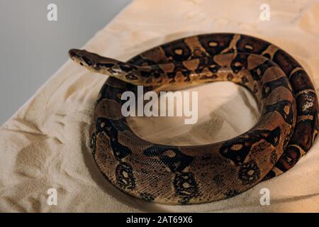 Selective focus of python on sand on blue background Stock Photo - Alamy