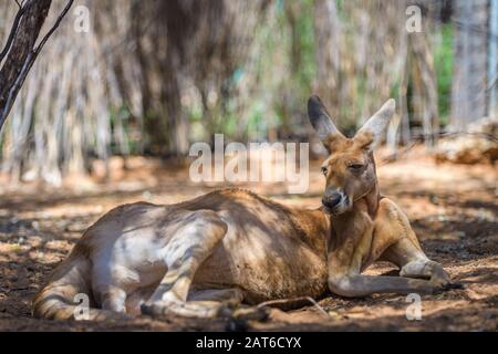 Low perspective view of a big male Red Kangaroo in his dust bed in the shadow of desert bushes near Alice Springs, Central Australia. Stock Photo