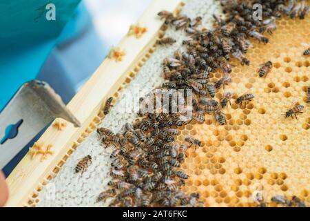 Frames of a beehive. Busy bees inside hive with open and sealed cells for sweet honey. Bee honey collected honeycomb. closeup of bees on honeycomb in Stock Photo