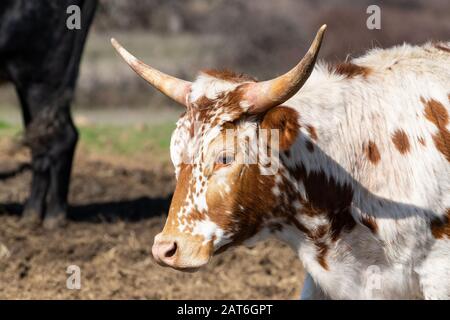 Closeup up portrait of white Longhorn calf with brown spots and short curved horns in a ranch pasture with other cattle in the background. Stock Photo