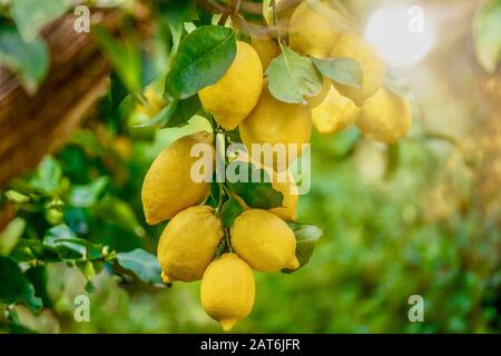 Focus on the lower lemons (Citrus limon) looking healthy and fresh, hanging from a tree in Italy on a summer day, with beautiful background light. Stock Photo