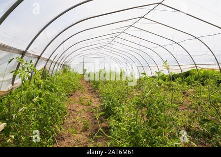 Rows of Lycopersicon esculentum - Tomatoe plants being grown in  organic backyard garden greenhouse in summer. Stock Photo