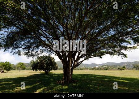 Queen's Park Savannah, Port of Spain, Trinidad and Tobago Stock Photo