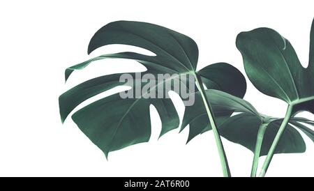 Selective focus of monstera leaves (leaf) on white color for decorating composition design background.Tropical,botanical nature pattern.close up Stock Photo
