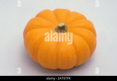 WHOLE PUMPKIN 'MINIKIN' CURCUBITA PEPO (CUCURBITACEAE) ON WHITE BACKGROUND. Stock Photo
