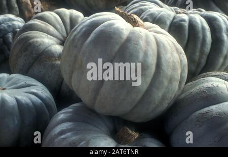 HARVESTED 'QUEENSLAND BLUE' PUMPKINS (CUCURBITA, CUCURBITACEAE) Stock Photo