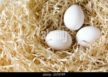 Three white chicken eggs lying in the straw nest. Organic farm natural background. Hen eggs bathed in bright morning sunshine. Stock Photo