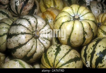HARVESTED SWEET DUMPLING PUMPKINS (CUCURBITA PEPO) ALSO KNOWN AS WINTER OR DUMPLING SQUASH (CUCURBITACEAE). AUSTRALIA. Stock Photo