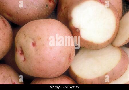 HARVESTED WHOLE AND SLICED PONTIAC (PONTI) POTATOES. AUSTRALIA. Stock Photo