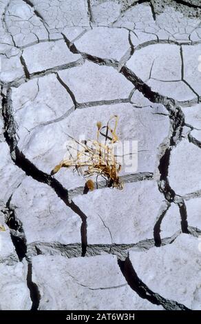CRACKED MUD AND DEAD VEGETATION, FOLLOWING SEVERE DROUGHT CONDITIONS, AUSTRALIA. Stock Photo
