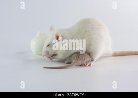 Rat mom feeds her cub pups on a white background. Laboratory rat cute Stock Photo