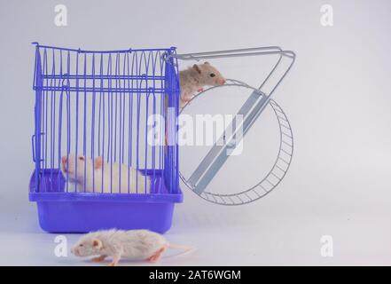 purple rat cage