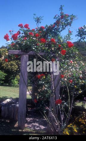 RED CLIMBING ROSE 'SYMPATHIE' GROWING OVER WOODEN GARDEN SUPPORT FRAME. NEW SOUTH WALES, AUSTRALIA. Stock Photo