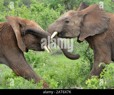 Two young bull elephants play-fighting.  Tsavo East National Park, Kenya.  (Loxodonta africana) Stock Photo