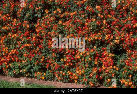 GARDEN HEDGE OF LANTANA CAMARA (COMMON LANTANA) Stock Photo