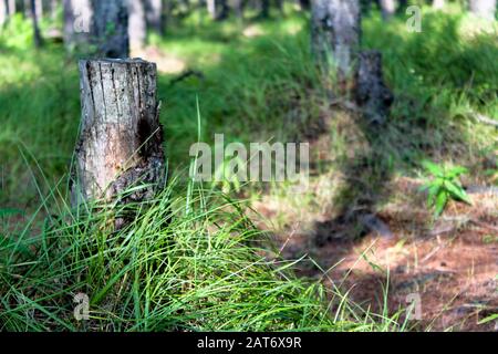 Old tree stump in the bright green forest bathed in sun light. Sawn off tree trunk among high green grass. Stub rooted to the ground. Environmental ba Stock Photo