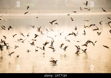 Flock of seagulls flying and feeding above river water in sunset high contrast Stock Photo