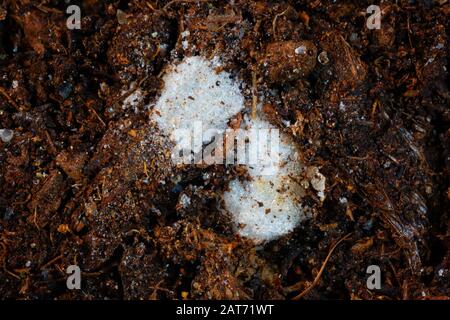 Extreme closeup of styrofoam buried in the organic layer of a Podzol or Spodosol. Stock Photo
