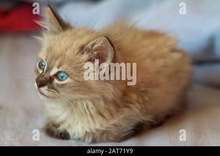 cute little kitten with blue eyes and fluffy hair plays in the house on the bed under the covers Stock Photo
