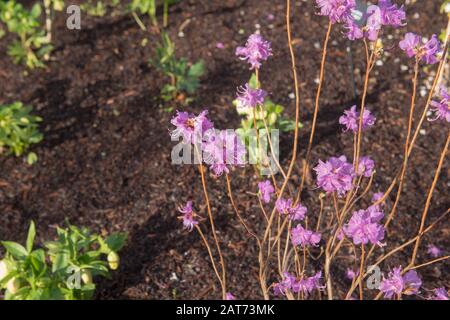 Winter Flowering Rhododendron dauricum 'Mid-Winter' Growing in a Herbaceous Border in a Country Cottage Garden in Rural Devon, England, UK Stock Photo