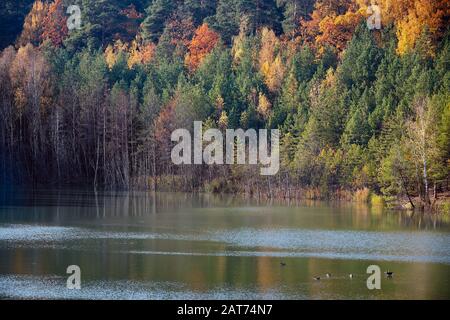 Horizontal view shore of old abandoned chalk lake quarry in autumn with ducks floating on water. Orange trees on river bank in the European city of Gr Stock Photo