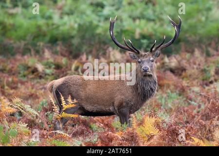 Red Deer Stag (Cervus elaphus) in deep red bracken at the edge of a forest Stock Photo