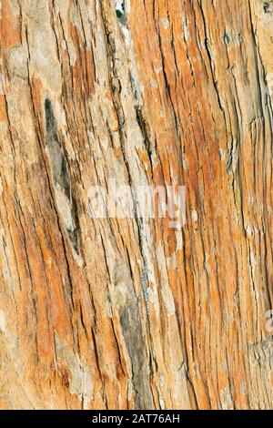 Linear patterns in petrified wood close up Stock Photo