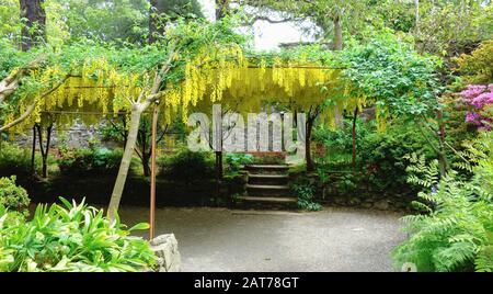 Beautiful british landscaped gardens with laburnum in full blossom, selective focus Stock Photo
