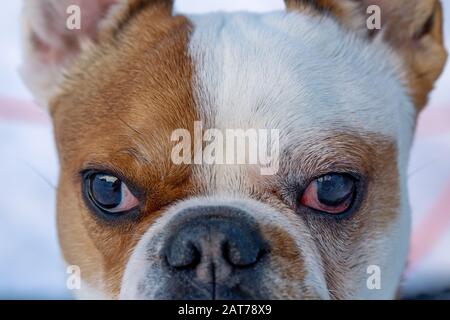 Eyes of a french bulldog. Reddened eyes in the dog, eye inflammation. Close-up, selective focus. Stock Photo