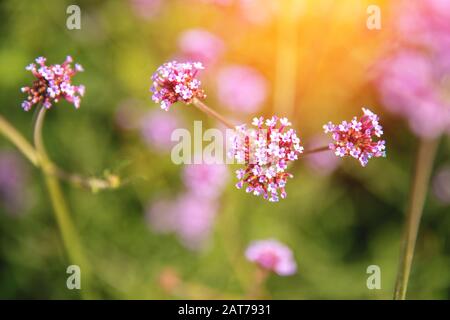 Magical scene spring beautiful flowers background made with pink pastel filters with sun light Stock Photo