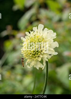 A close up of a single pale yellow flower of Cephalaria gigantea the giant scabious with a feeding hoverfly Stock Photo