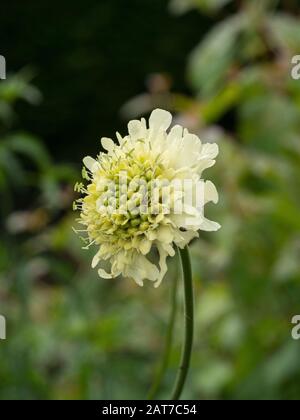 A close up of a single pale yellow flower of Cephalaria gigantea the giant scabious