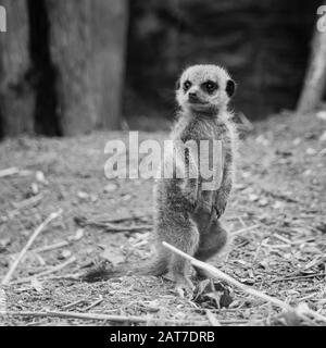 Meerkats standing to attention in captivity Stock Photo