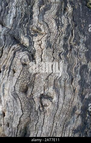 Weathered wood of an ancient dead oak tree in Ashton Court near Bristol  UK Stock Photo