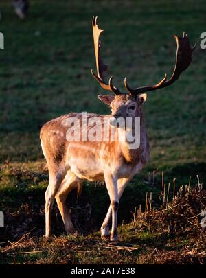 Fallow deer stag Dama dama in late summer at Ashton Court Bristol UK