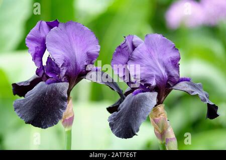 Iris Germanica 'Black Dragon', (Tall Bearded Flag Iris) Stock Photo